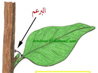 الفرق بين النباتات ذات الفلقه والنباتات ذات الفلقتين Untitled14